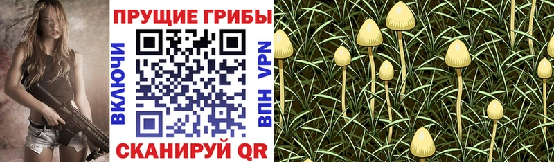 Галлюциногенные грибы Psilocybine cubensis  наркошоп  Краснотурьинск 